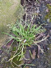 Poa annua