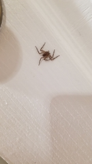 Selenops submaculosus