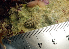 Acanthochitona bednalli