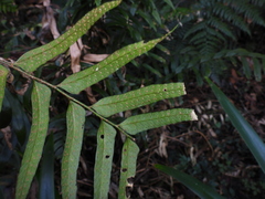 Polystichum integripinnum