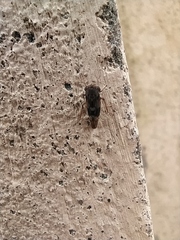 Membracoidea