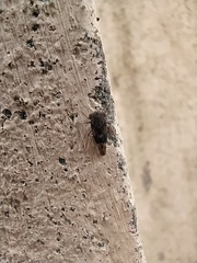 Membracoidea