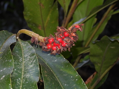 Alpinia sessiliflora