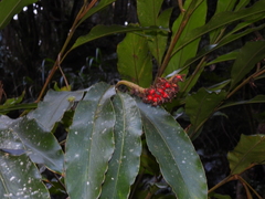 Alpinia sessiliflora