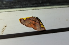 Nothomiza flavicosta