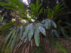 Alpinia sessiliflora
