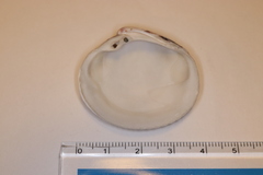 Leukoma jedoensis