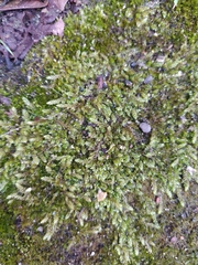 Hypnum cupressiforme