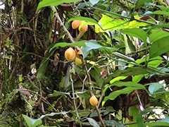 Garcinia