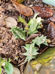 Huernia zebrina