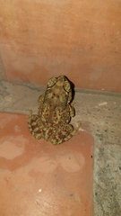 Duttaphrynus melanostictus