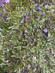 Hypnum cupressiforme