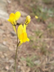 Linaria spartea