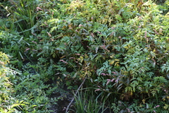 Persicaria