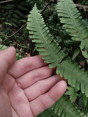 Pteris bella