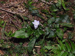 Strobilanthes flexicaulis