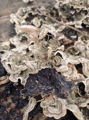 Auricularia mesenterica