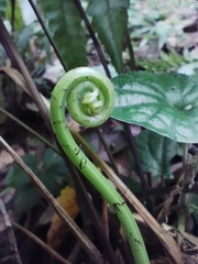 Pteris bella