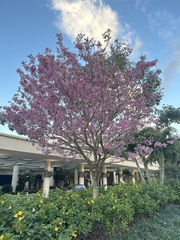 Tabebuia rosea