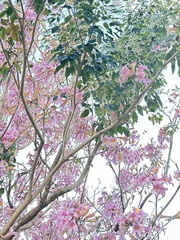 Tabebuia rosea