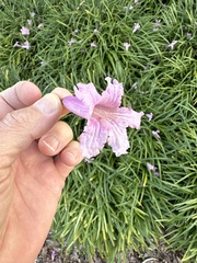 Tabebuia rosea
