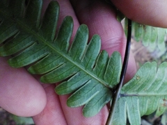 Pteris bella