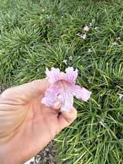 Tabebuia rosea