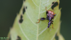 Attelabidae