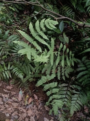 Pteris bella