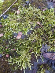 Brachythecium rutabulum