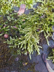 Brachythecium rutabulum