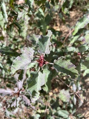 Cistus populifolius