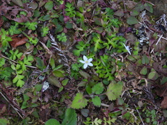 Ellisiophyllum pinnatum