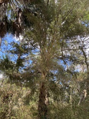 Podocarpus macrophyllus