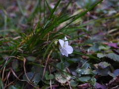 Viola adenothrix