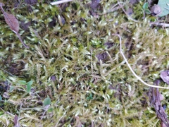 Brachythecium rutabulum