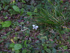 Viola adenothrix