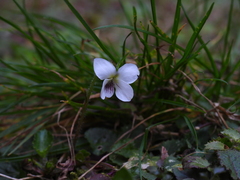 Viola adenothrix