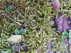 Brachythecium rutabulum