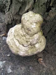 Fomes fomentarius