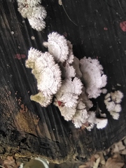 Schizophyllum commune
