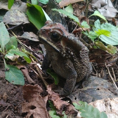 Duttaphrynus melanostictus