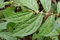Elatostema