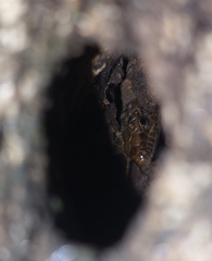 Phoenicolacerta laevis