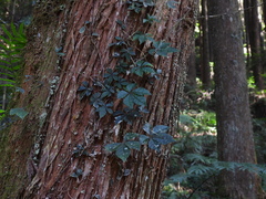 Tetrastigma obtectum