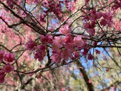 Prunus campanulata