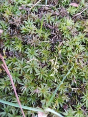 Atrichum undulatum