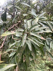 Machilus zuihoensis mushaensis