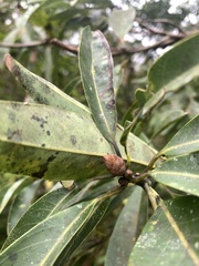 Machilus zuihoensis mushaensis