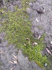 Hypnum cupressiforme